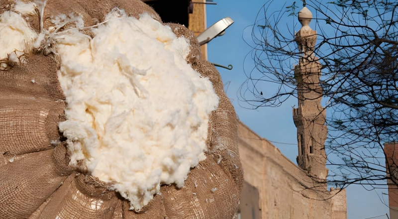 Why The Egyptian Cotton The Best Why The Egyptian Cotton The Best