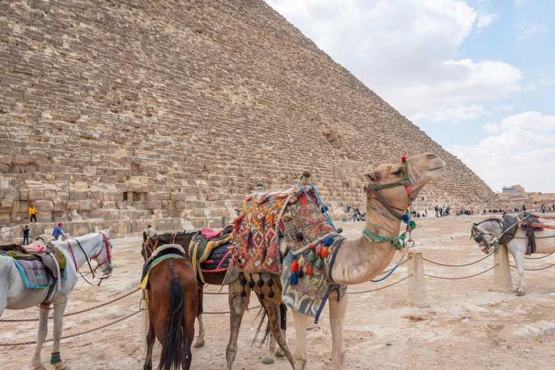 Decorated camels beside the Great Pyramid at Giza