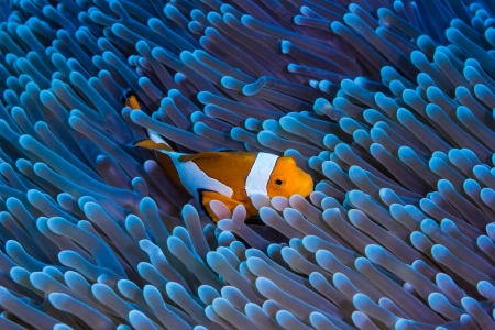 Tiran Island Snorkeling Trip